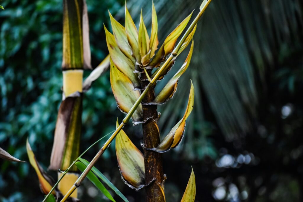 bamboo growing